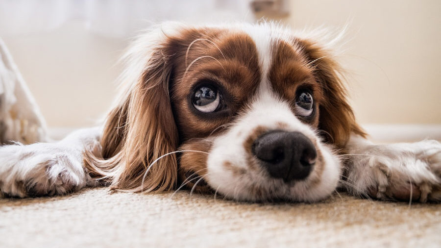 A Cavalier King Charles Spaniel lying down with its head resting on the floor, looking dreamy and relaxed.