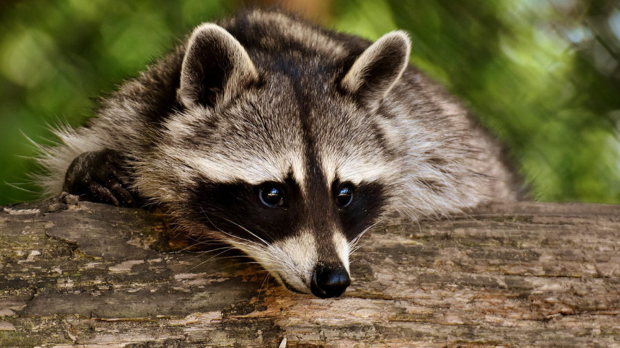 A raccoon resting its head on a tree trunk, gazing ahead with wide, curious eyes.