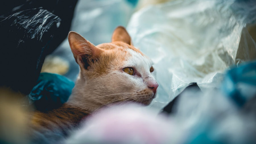 A stray cat with orange and white fur surrounded by plastic waste and trash bags, looking to the side.