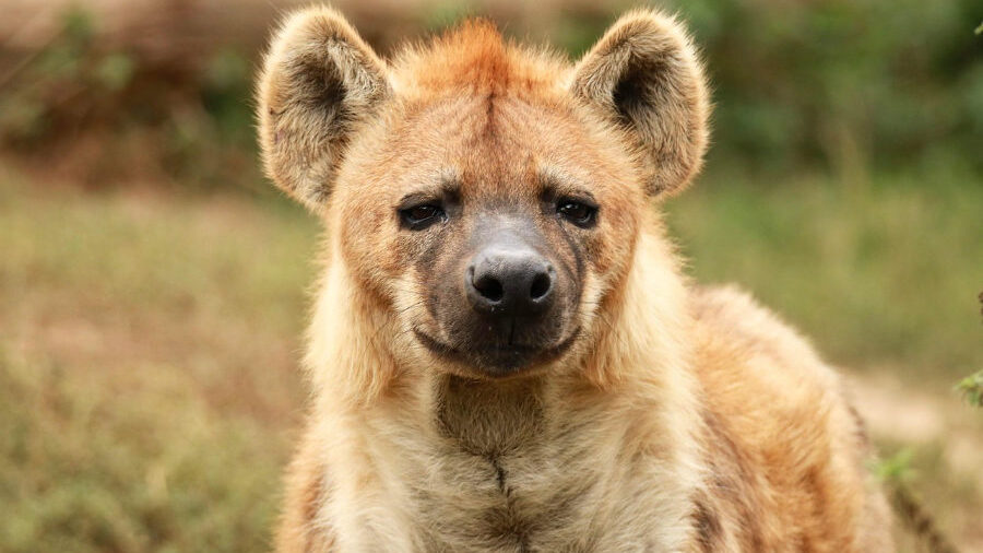 A hyena in its natural habitat, with thick fur and a slightly tilted head, appearing observant.