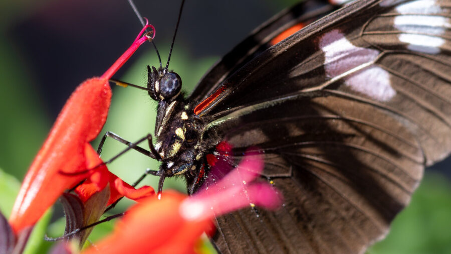 A beautifully detailed shot of a butterfly perched on a red flower, highlighting its delicate wings and intricate patterns.